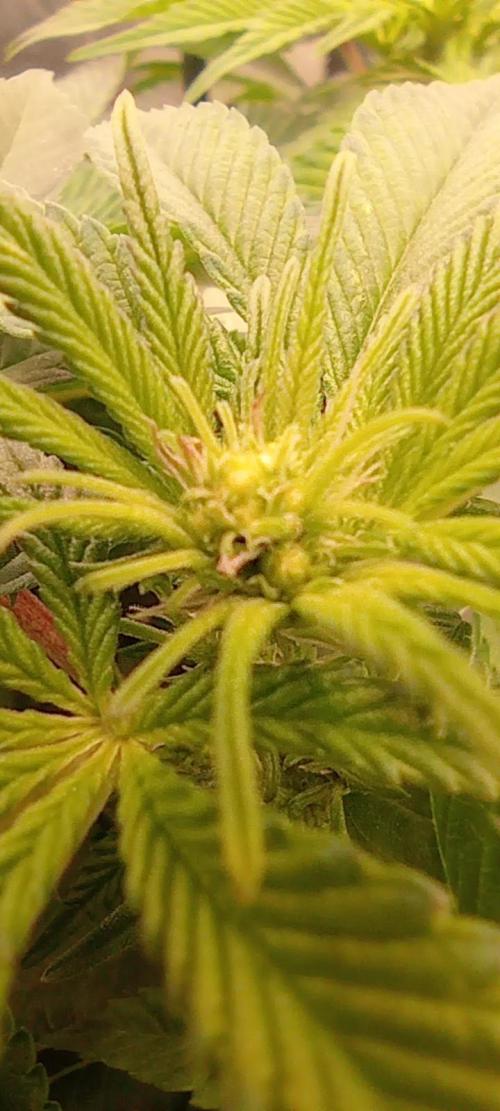 První lampa. Week 9 - Mimosa