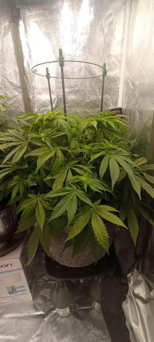 První lampa. Week 9 - Mimosa