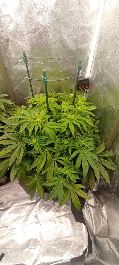 První lampa. Week 9 - Mimosa