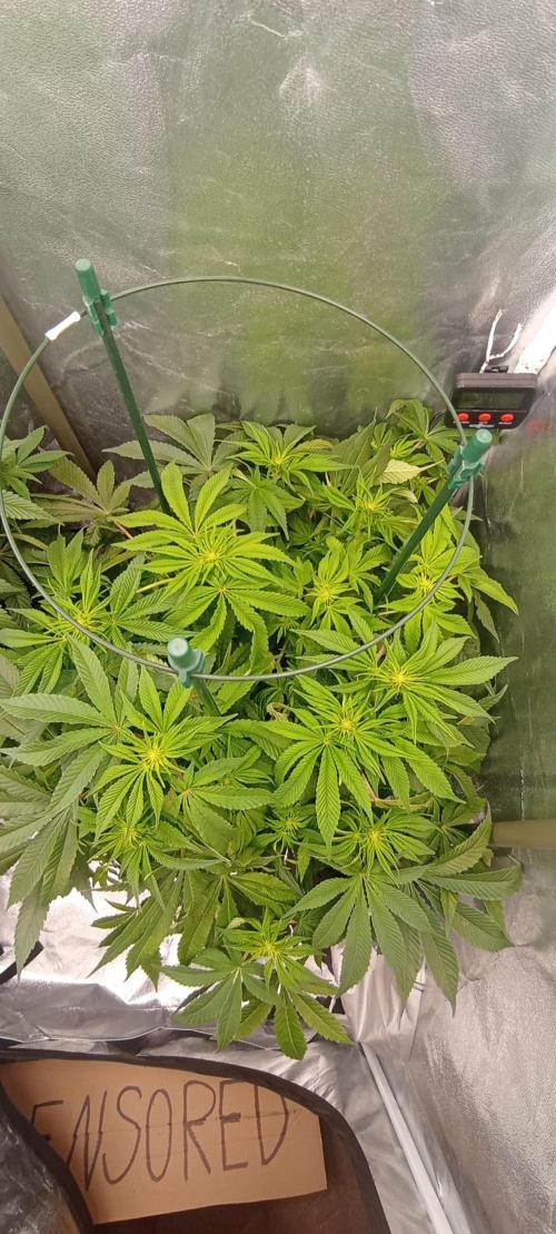 První lampa. Week 9 - Mimosa