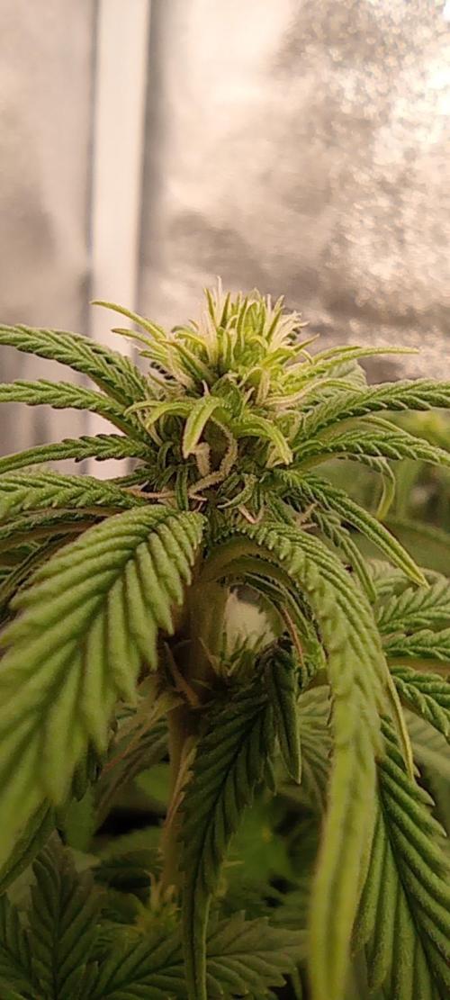První lampa. Week 9 - Diesel