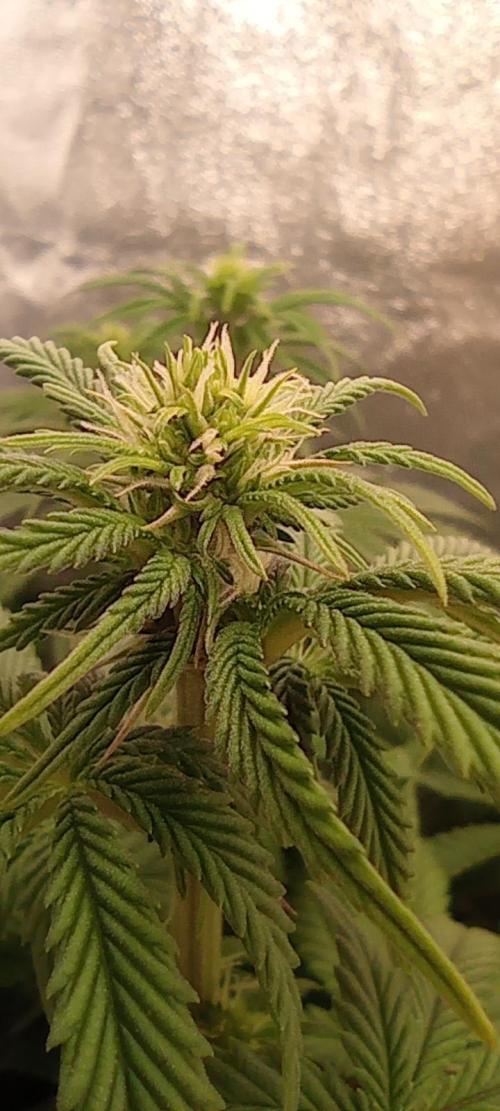 První lampa. Week 9 - Diesel