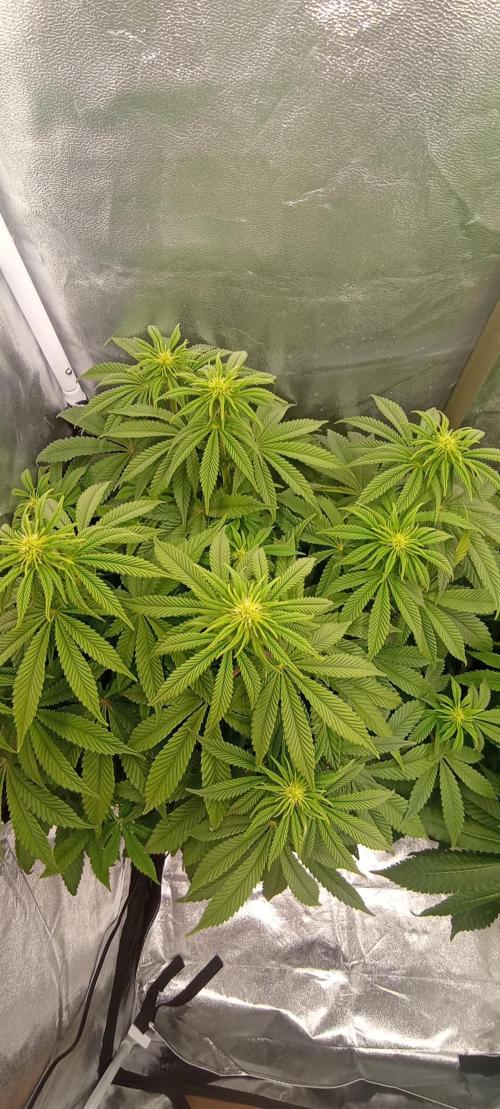 První lampa. Week 9 - Diesel