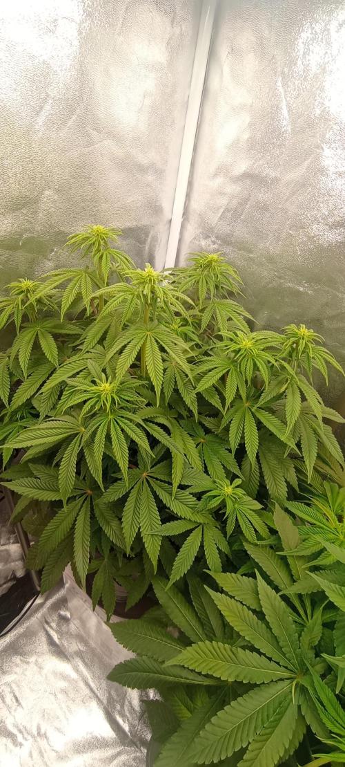 První lampa. Week 9 - Diesel