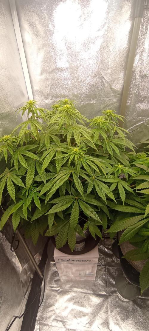 První lampa. Week 9 - Diesel