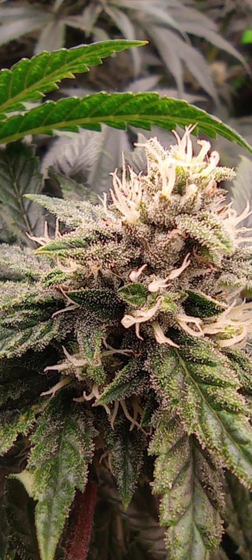 První lampa. Week 12 - Insane og