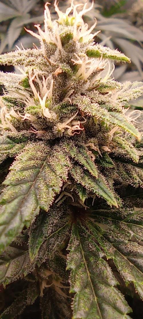 První lampa. Week 12 - Insane og