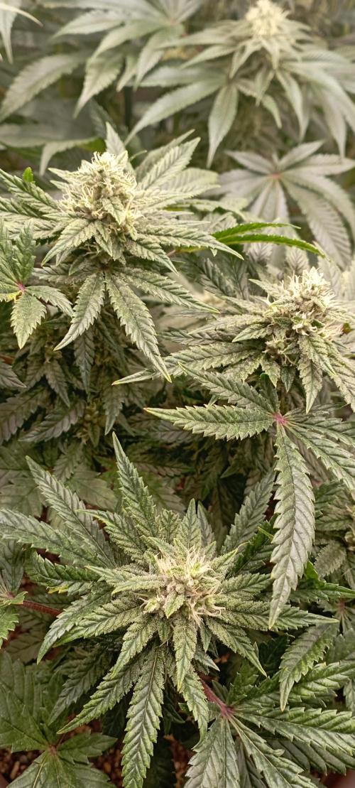 První lampa. Week 12 - Insane og