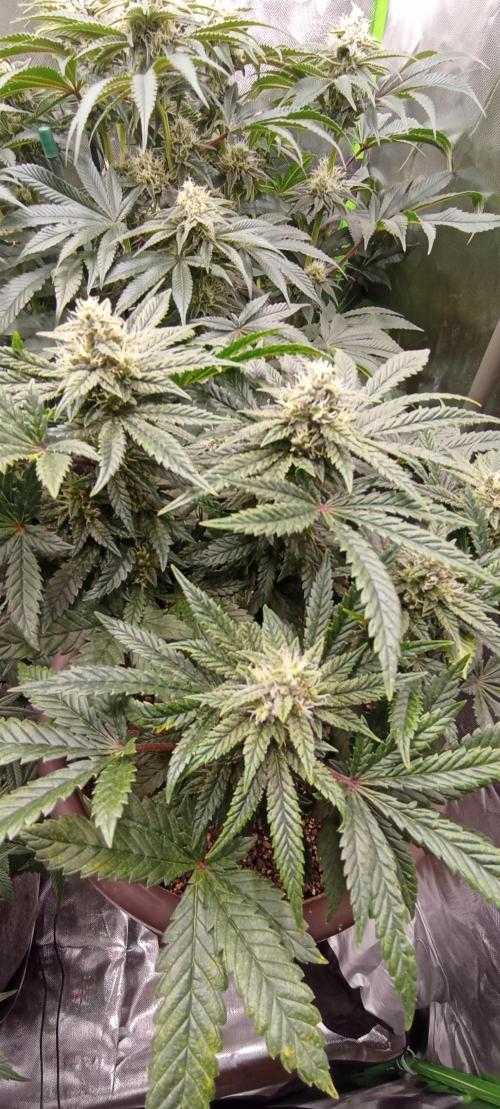 První lampa. Week 12 - Insane og