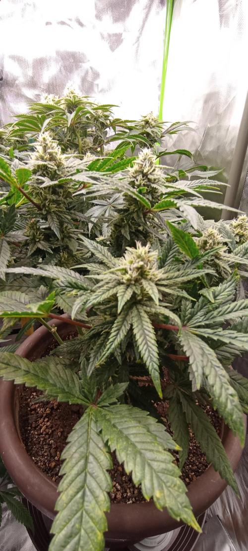 První lampa. Week 12 - Insane og