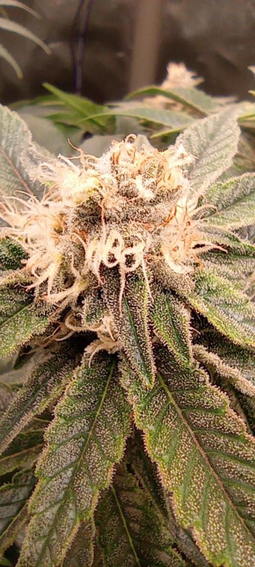 První lampa. Week 12 - Mimosa/Orange punch
