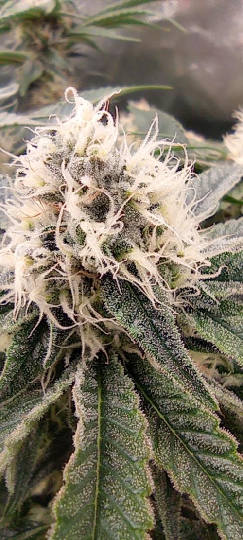 První lampa. Week 12 - Mimosa/Orange punch