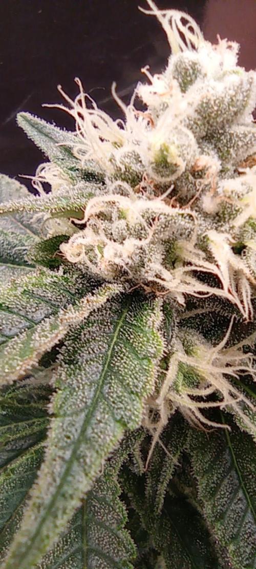 První lampa. Week 12 - Mimosa/Orange punch