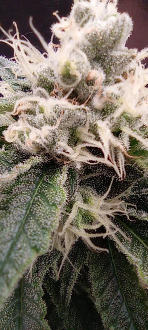První lampa. Week 12 - Mimosa/Orange punch