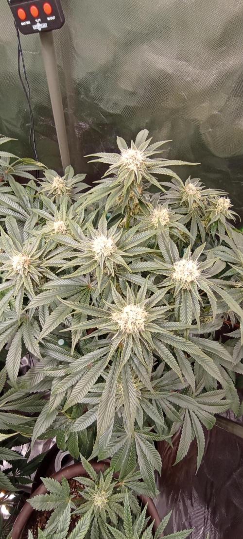 První lampa. Week 12 - Mimosa/Orange punch