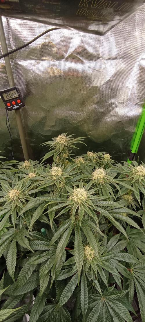První lampa. Week 12 -  Mimosa/Orange punch