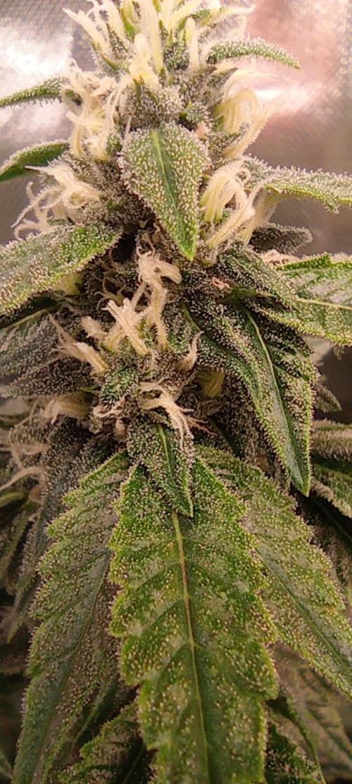 První lampa. Week 12 - Sour diesel
