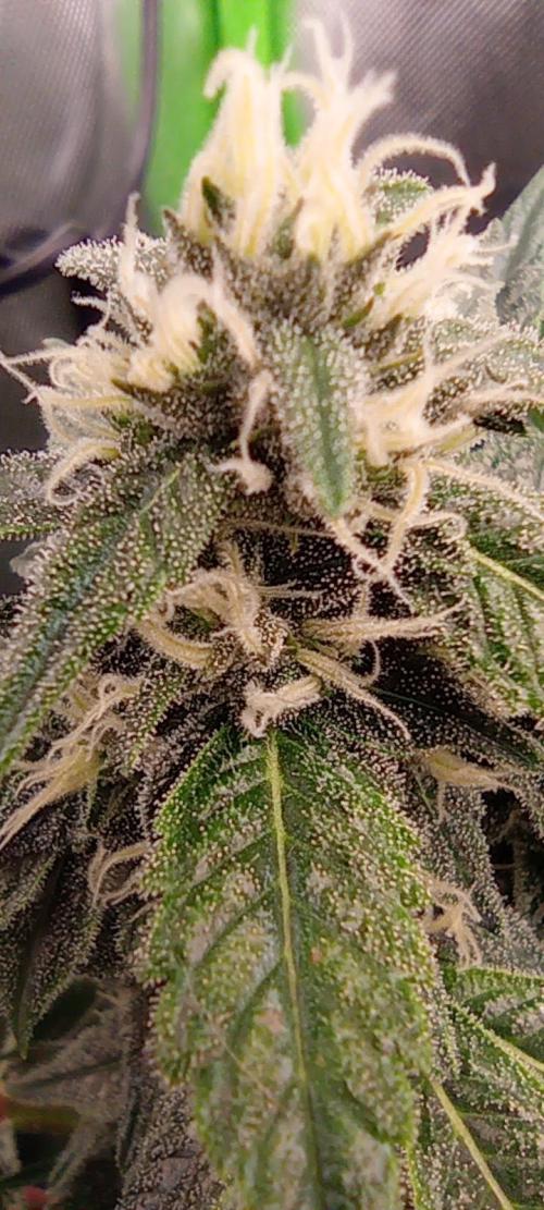 První lampa. Week 12 - Sour diesel