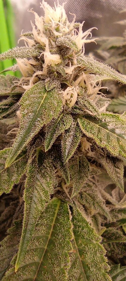 První lampa. Week 12 - Sour diesel