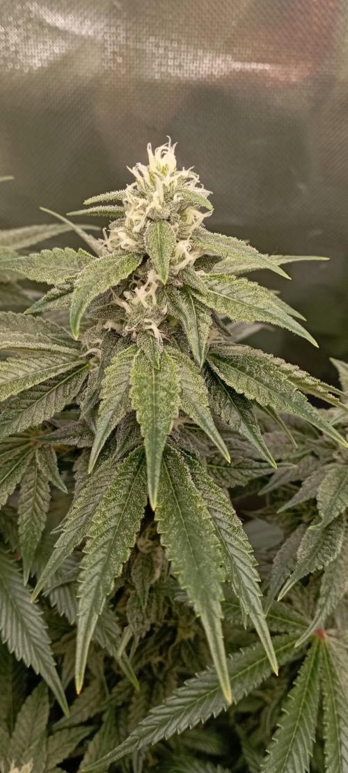 První lampa. Week 12 - Sour diesel