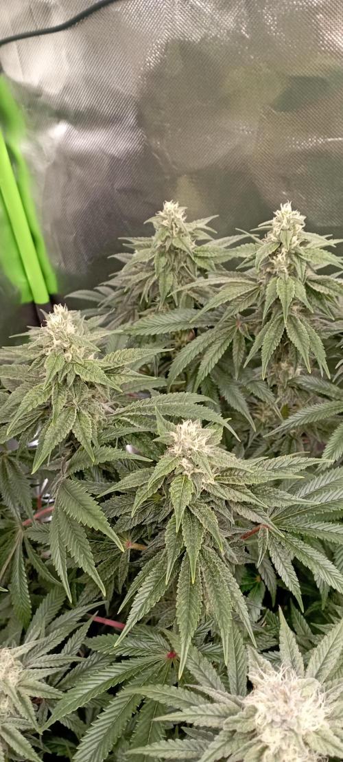 První lampa. Week 12 - Sour diesel