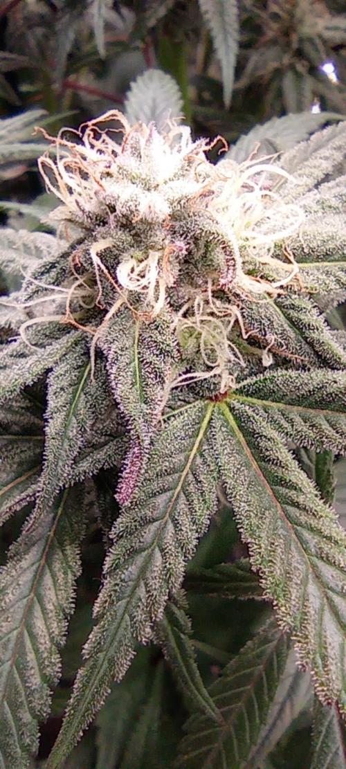 První lampa. Week 12 - SLH/pink candy