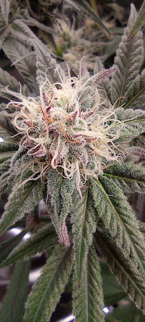 První lampa. Week 12 - SLH/pink candy