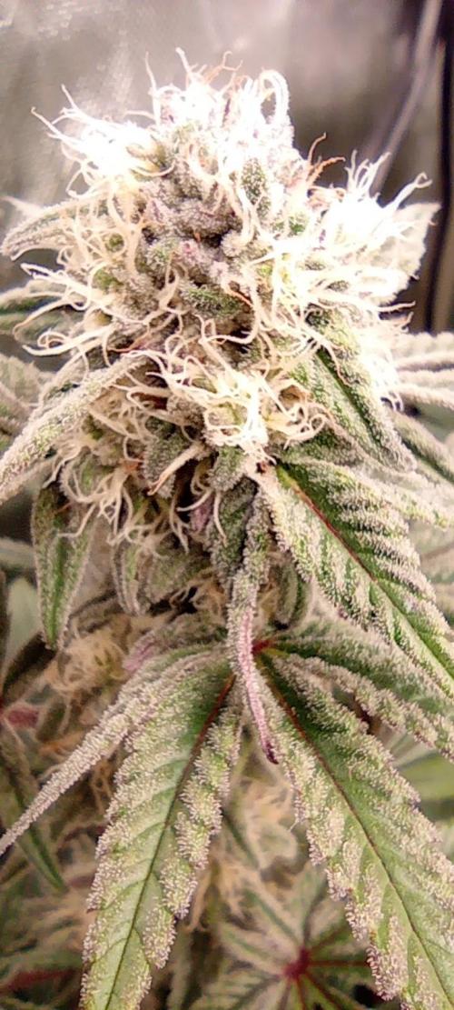 První lampa. Week 12 - SLH/pink candy