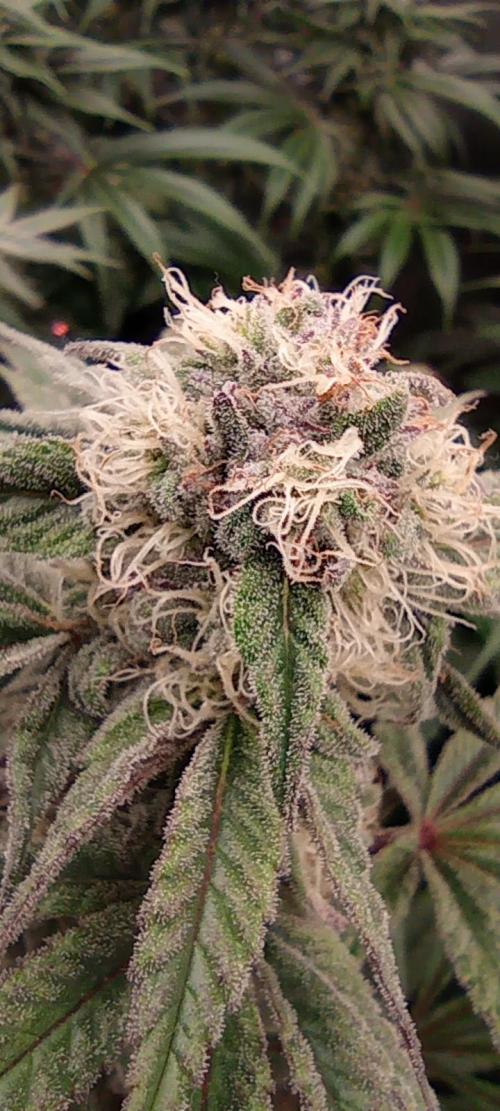 První lampa. Week 12 - SLH/ pink candy