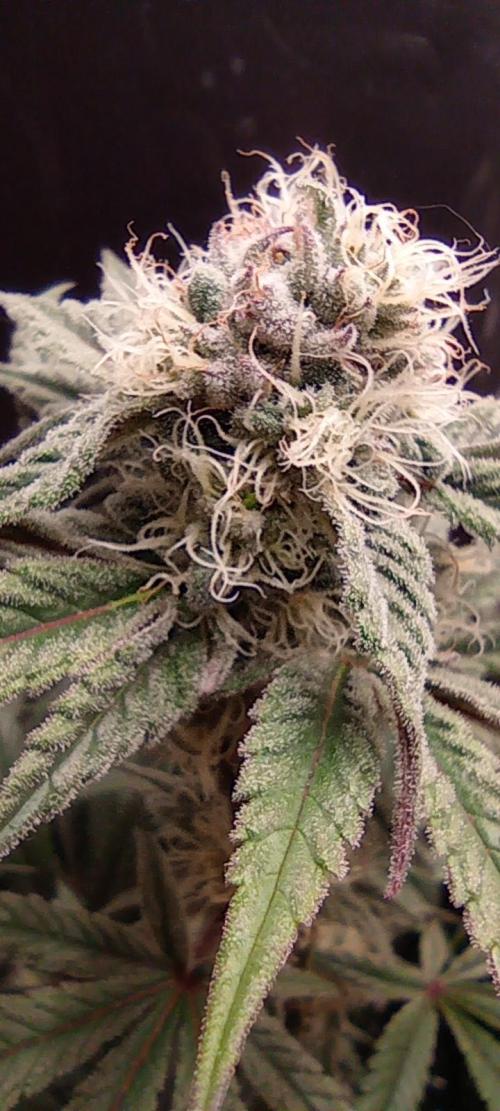 První lampa. Week 12 - SLH/pink candy