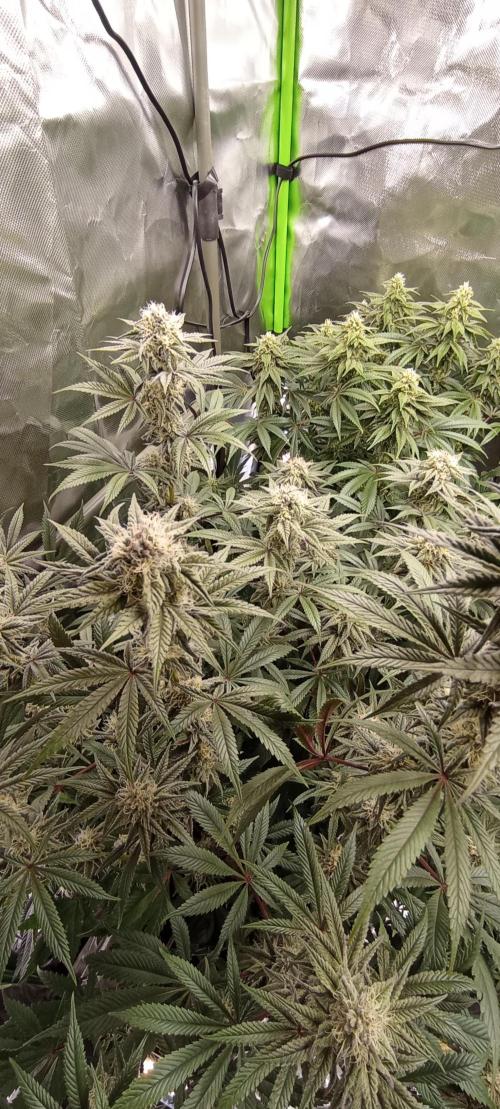 První lampa. Week 12 - SLH/pink candy