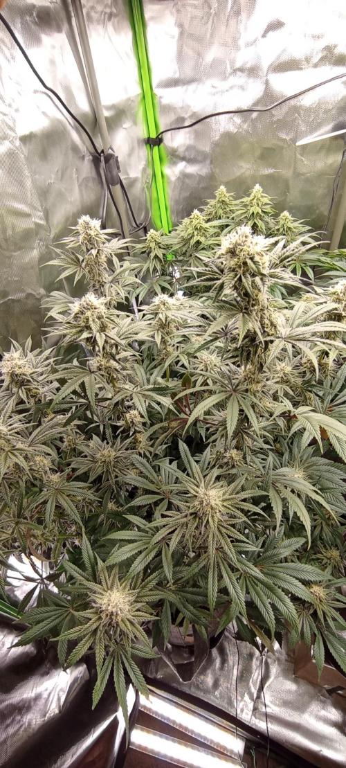 První lampa. Week 12 - SLH/pink candy