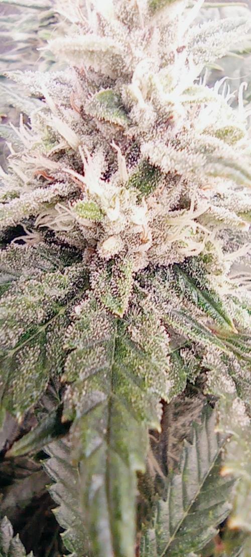 První lampa. Week 13 - Insane og
