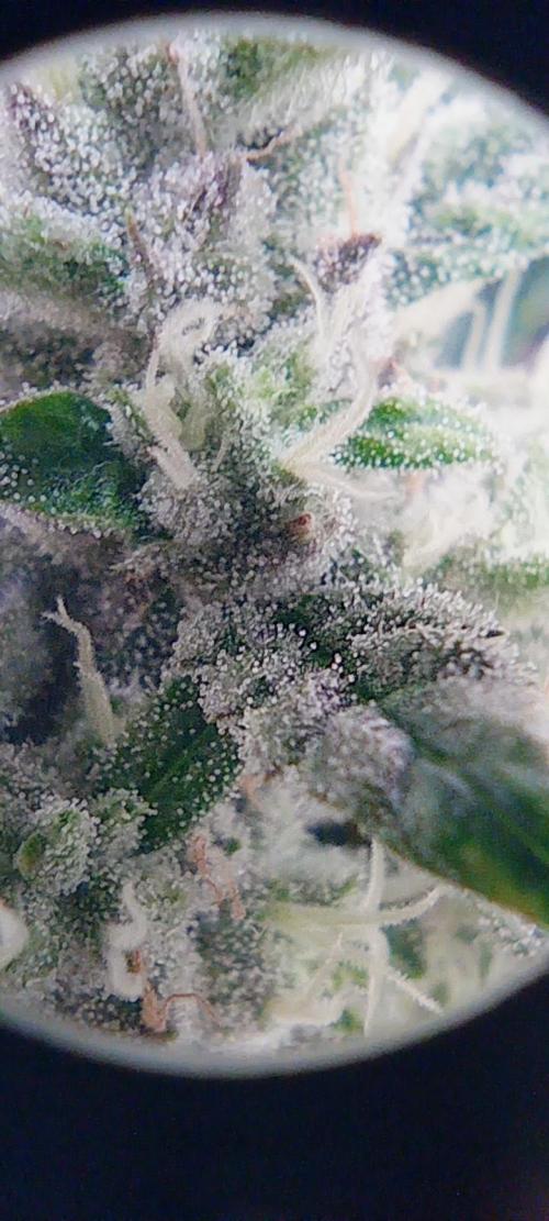 První lampa. Week 13 - Insane og