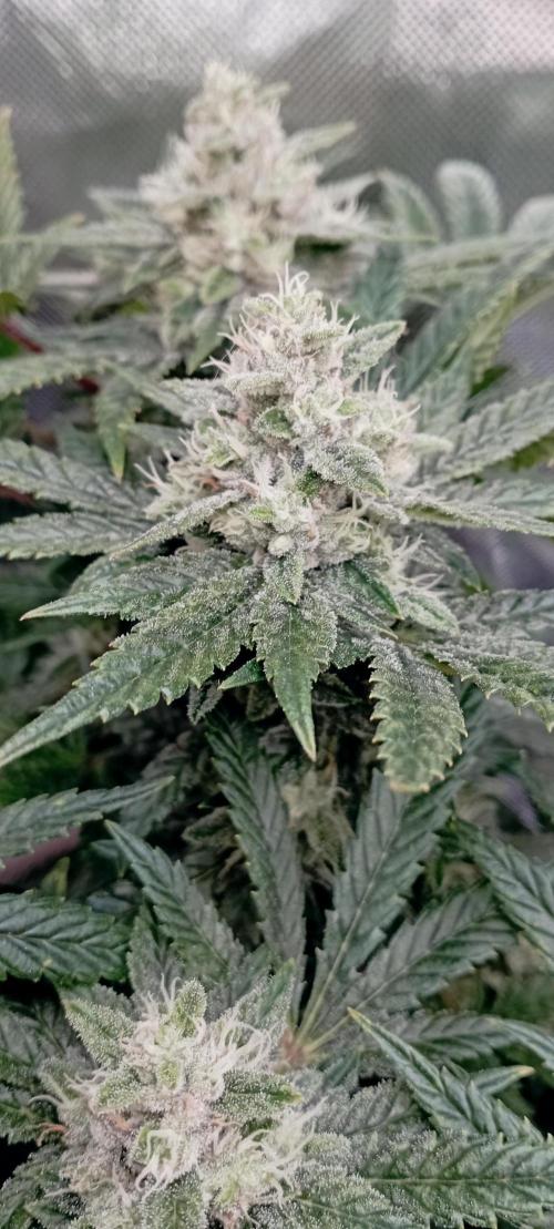 První lampa. Week 13 - Insane og
