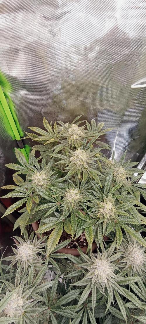 První lampa. Week 13 - Insane og