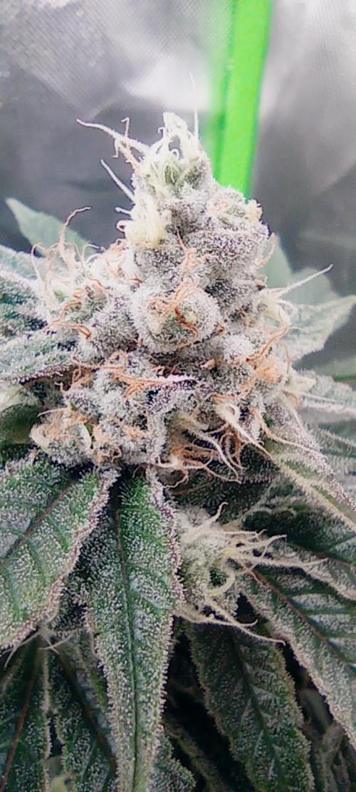 První lampa. Week 13 - Mimosa/Orange punch