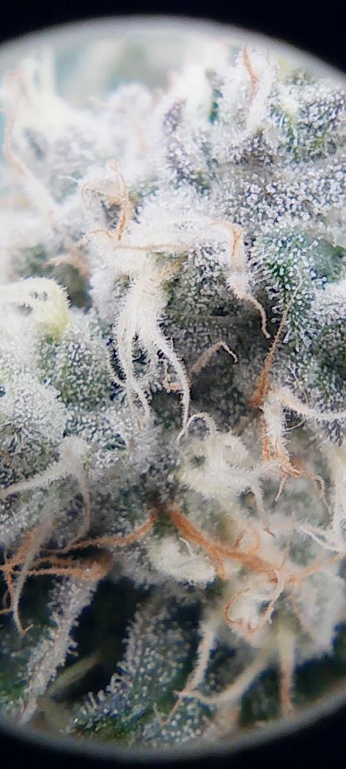 První lampa. Week 13 - Mimosa/Orange punch