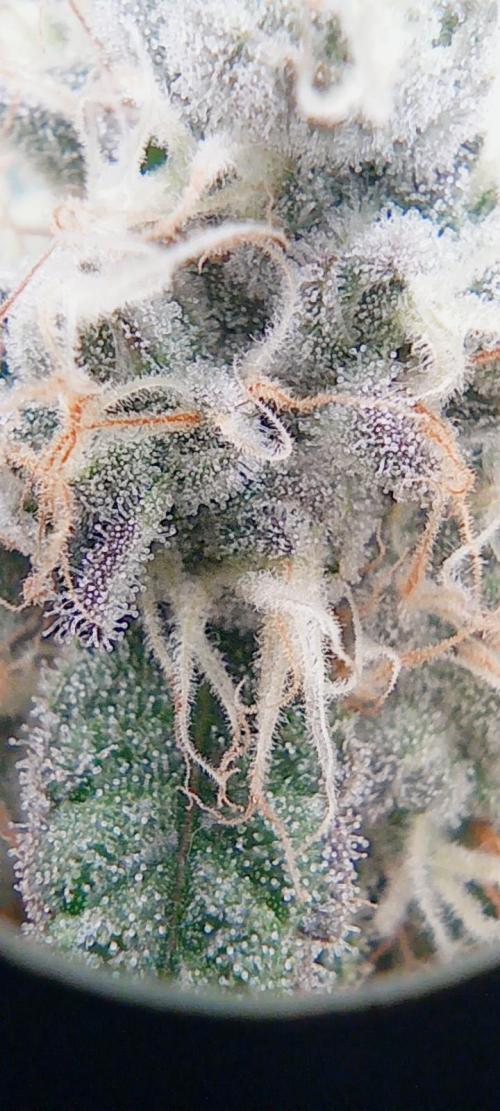První lampa. Week 13 - Mimosa/Orange punch