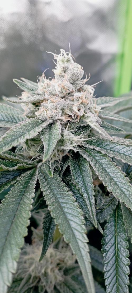 První lampa. Week 13 - Mimosa/Orange punch