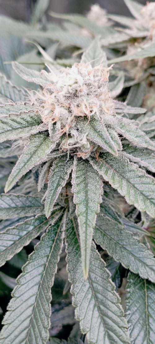 První lampa. Week 13 - Mimosa/Orange punch
