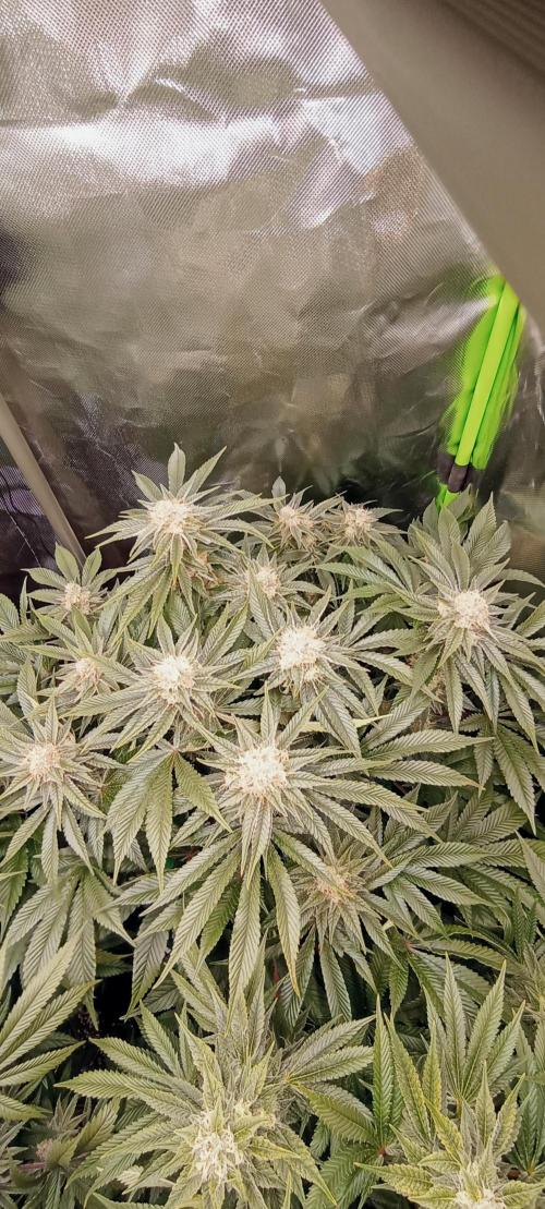 První lampa. Week 13 - Mimosa/Orange punch