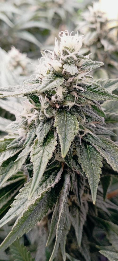 První lampa. Week 13 - Sour diesel