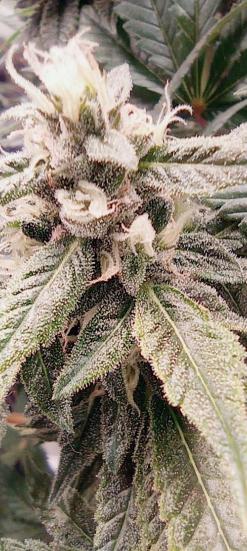První lampa. Week 13 - Sour diesel