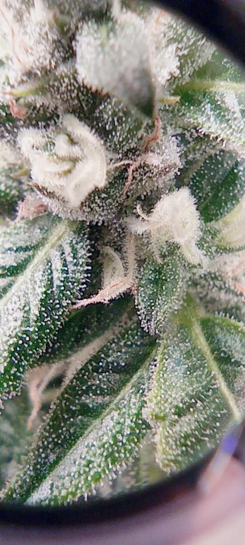 První lampa. Week 13 - Sour diesel