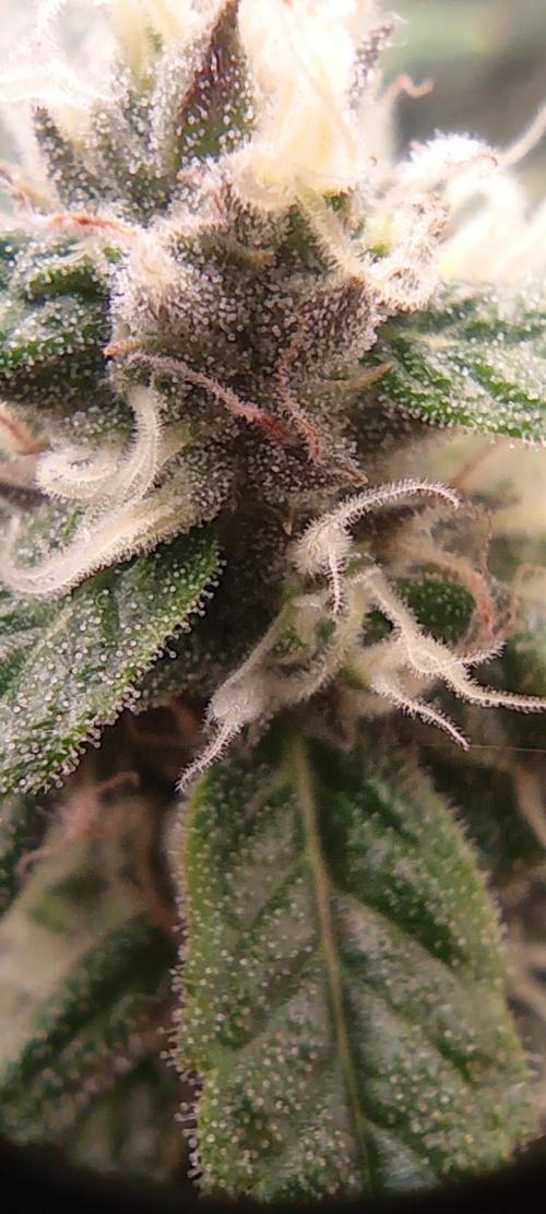 První lampa. Week 13 - Sour diesel