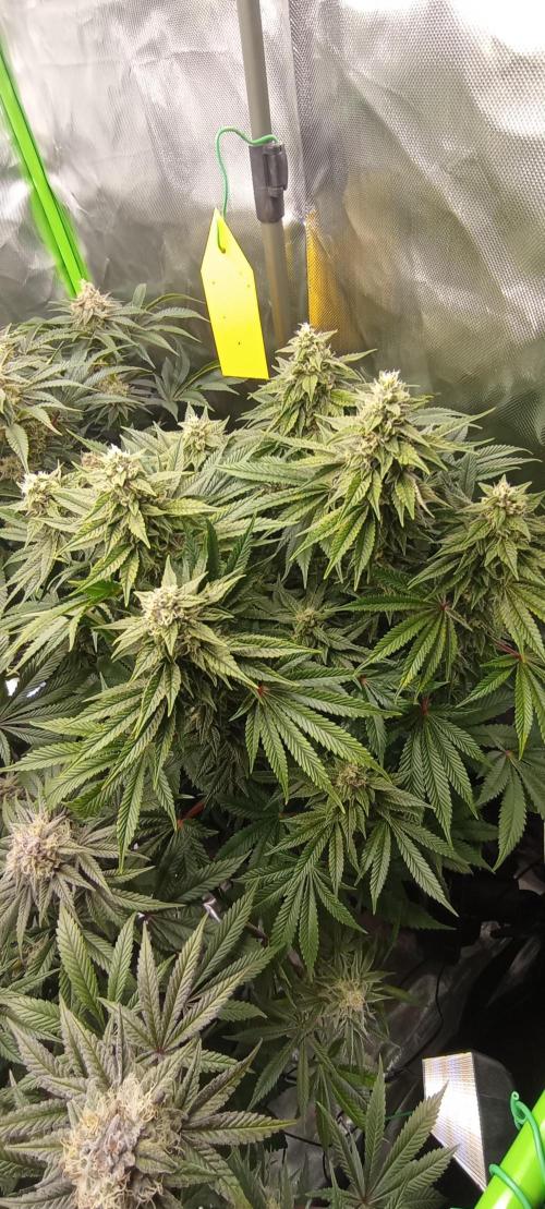 První lampa. Week 13 - Sour diesel