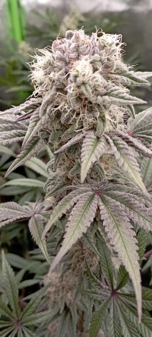 První lampa. Week 13 - SLH/pink candy