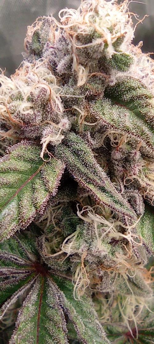 První lampa. Week 13 - SLH/pink candy