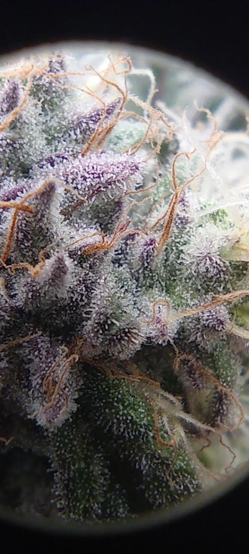 První lampa. Week 13 - SLH/pink candy